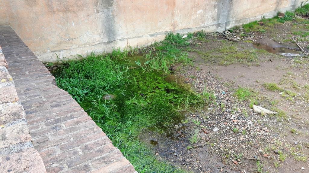 I fossi e lo stagno di Baratti (Piombino - LI)